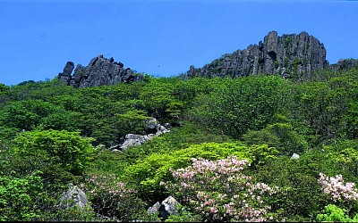 무등산 철죽.