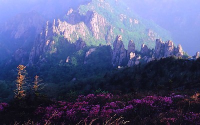 설악산 털 진달래