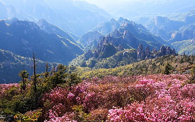 설악산 진달래