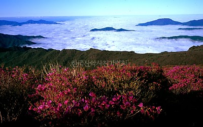 남부 능선의 진달래 꽃