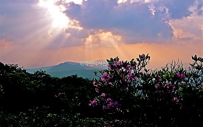 함백산철죽
