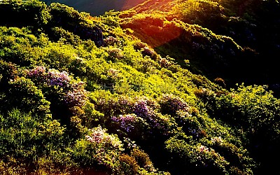소백산철쭉