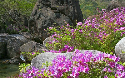 수달래