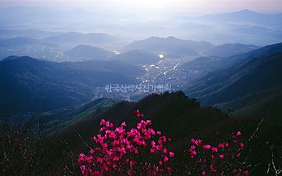 신불산 진달래