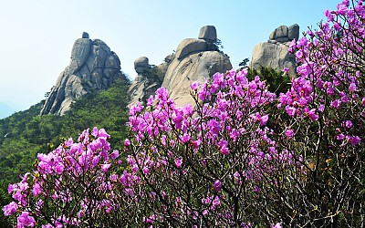 오봉의 봄