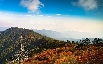 중봉 추색