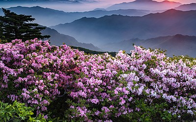 덕유산 철죽