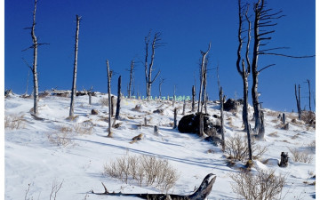 제석봉의 고사목
