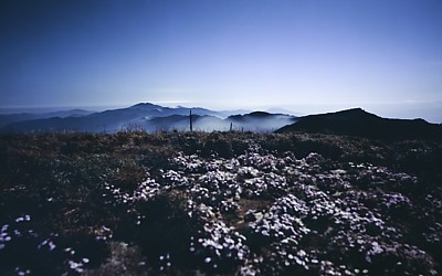 꿈의 동산