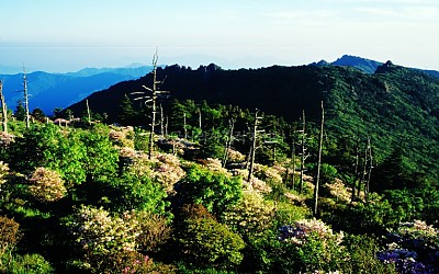 제석봉 철쭉