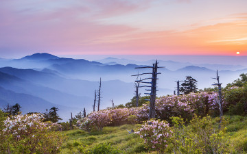 제석봉 고사목 다 어디로 갔나...