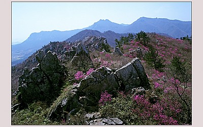 주작산의 봄