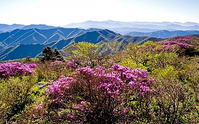 덕유산진달래
