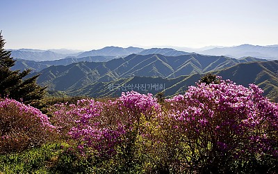 덕유산 진달래
