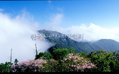 중봉철쭉