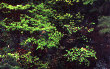 지리산의 아름다움 - 수달래