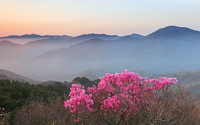 지리산의 꽃