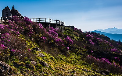 지리산의 봄