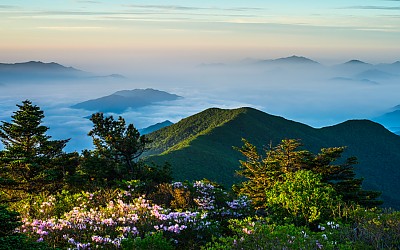 반야의 계절