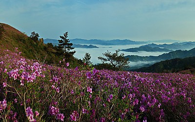 철쭉꽃동산