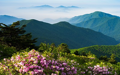 반야의 봄4