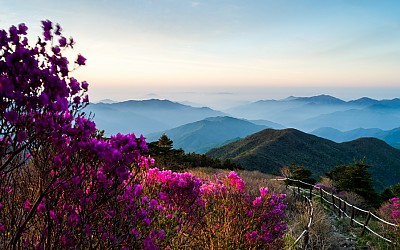 반야의 봄2