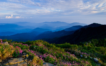 지리산의 산오이풀