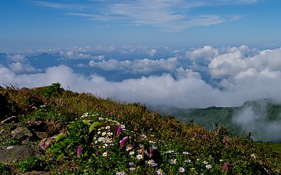 세석 촛대봉의 야생화