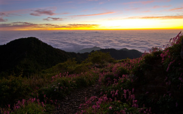 천왕봉의 산오이풀
