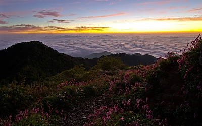 천왕봉의 산오이풀