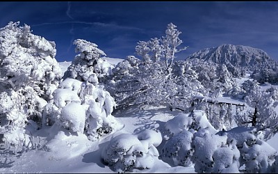 한라산 어리목.