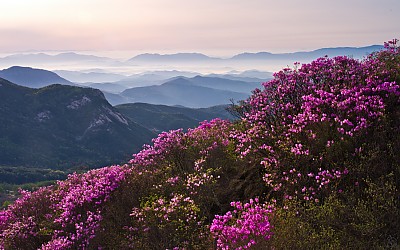 황매산