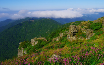 천왕봉의 산오이풀