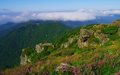 천왕봉의 산오이풀