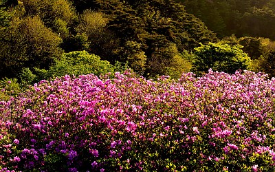 봉화산