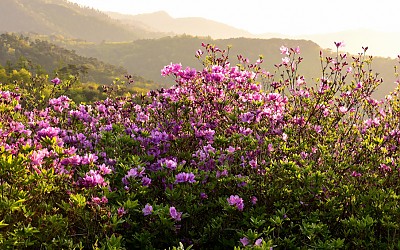 장수봉화산