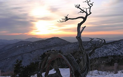 태백산의 고사목