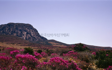 한라산 털진달래