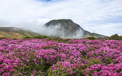 한라산 운무