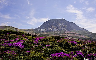 한라산철쭉