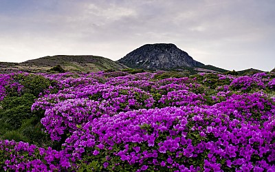 한라산철쭉