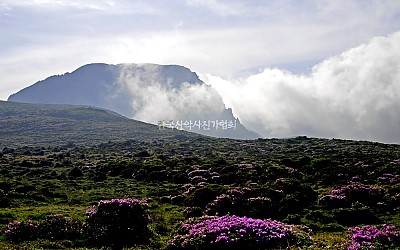 한라산철쭉