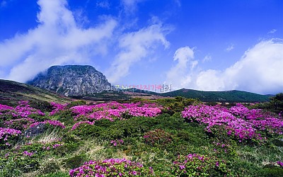 한라산철쭉
