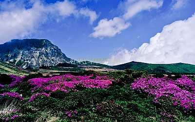 한라산철쭉