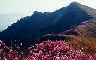 화왕산