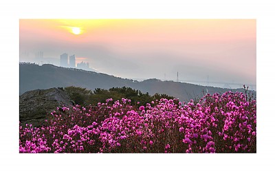 황령산 진달래