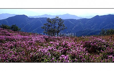 황매산의 봄