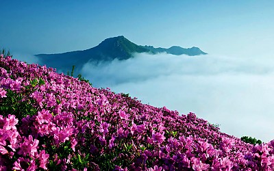 황매산 철쭉