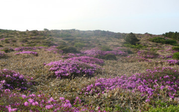 한라산 철쭉