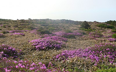 한라산 철쭉